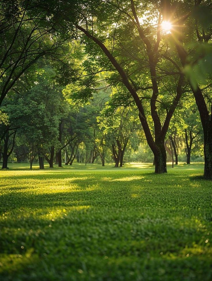 Plant a Tree