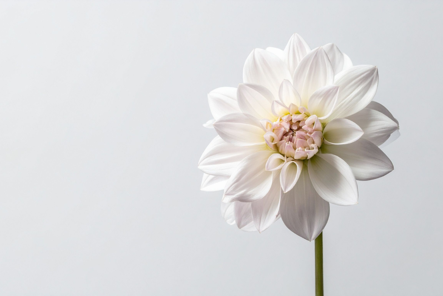 White dahlia flower